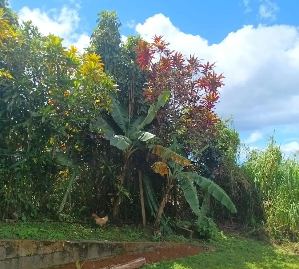 Belle Location Vue Sur Mer Deshaies Guadeloupe